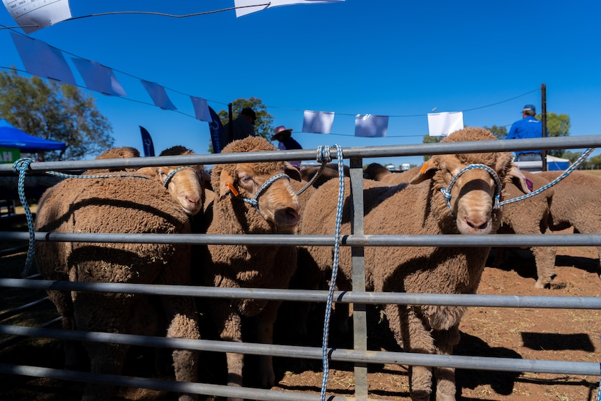 A group of rams stare through the bars of a sheep pen.