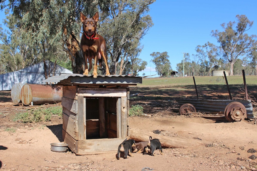 Top-selling dog Eveready Possum and her pups.