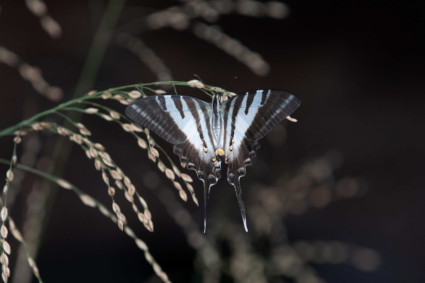 A black, blue, and white patterned butterfly.