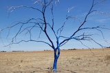 Picture of the original blue tree on a sunny day in a paddock.