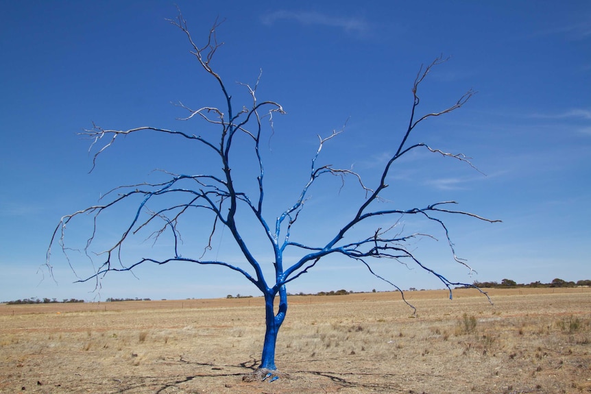 Picture of the original blue tree on a sunny day in a paddock.