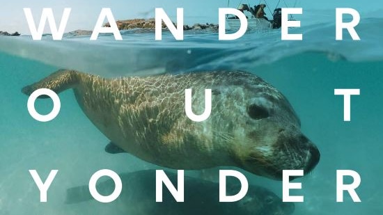 A seal in the ocean with the words 'Wander out Yonder' on the picture.