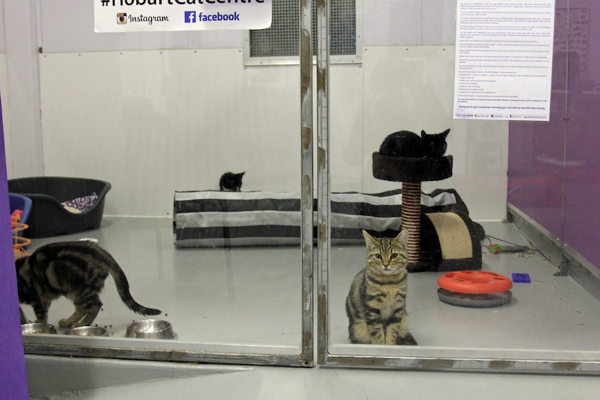 Kittens for adoption at the Hobart Cat Centre