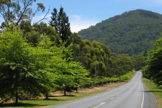 a photo of tree lined drive looking at mountain 