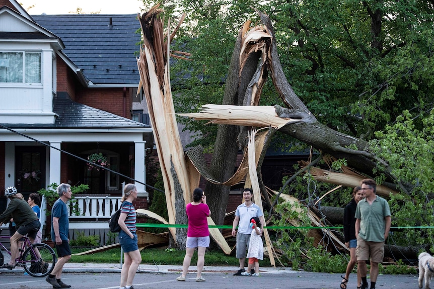 I residenti fotografano un albero caduto in una zona residenziale dopo un temporale