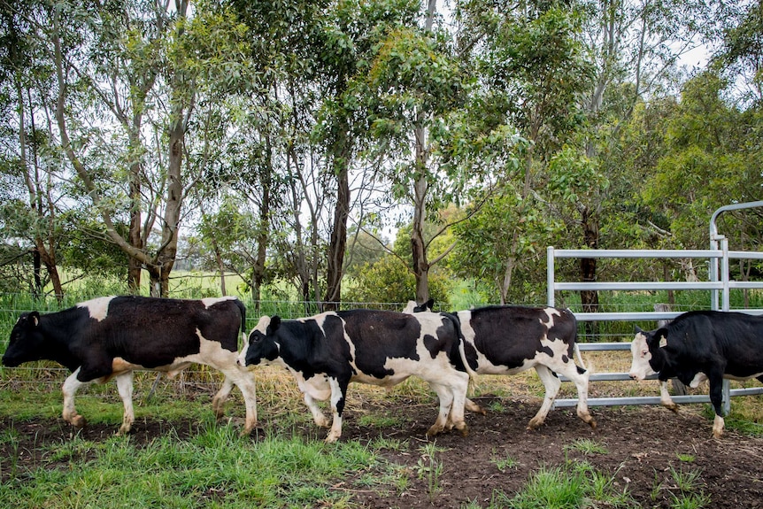 Five calves walk in front of trees.