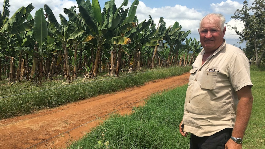 Bevan Robson in front of a row of plants on his Tully Valley farm, which is infected with Panama Tropical Race 4.