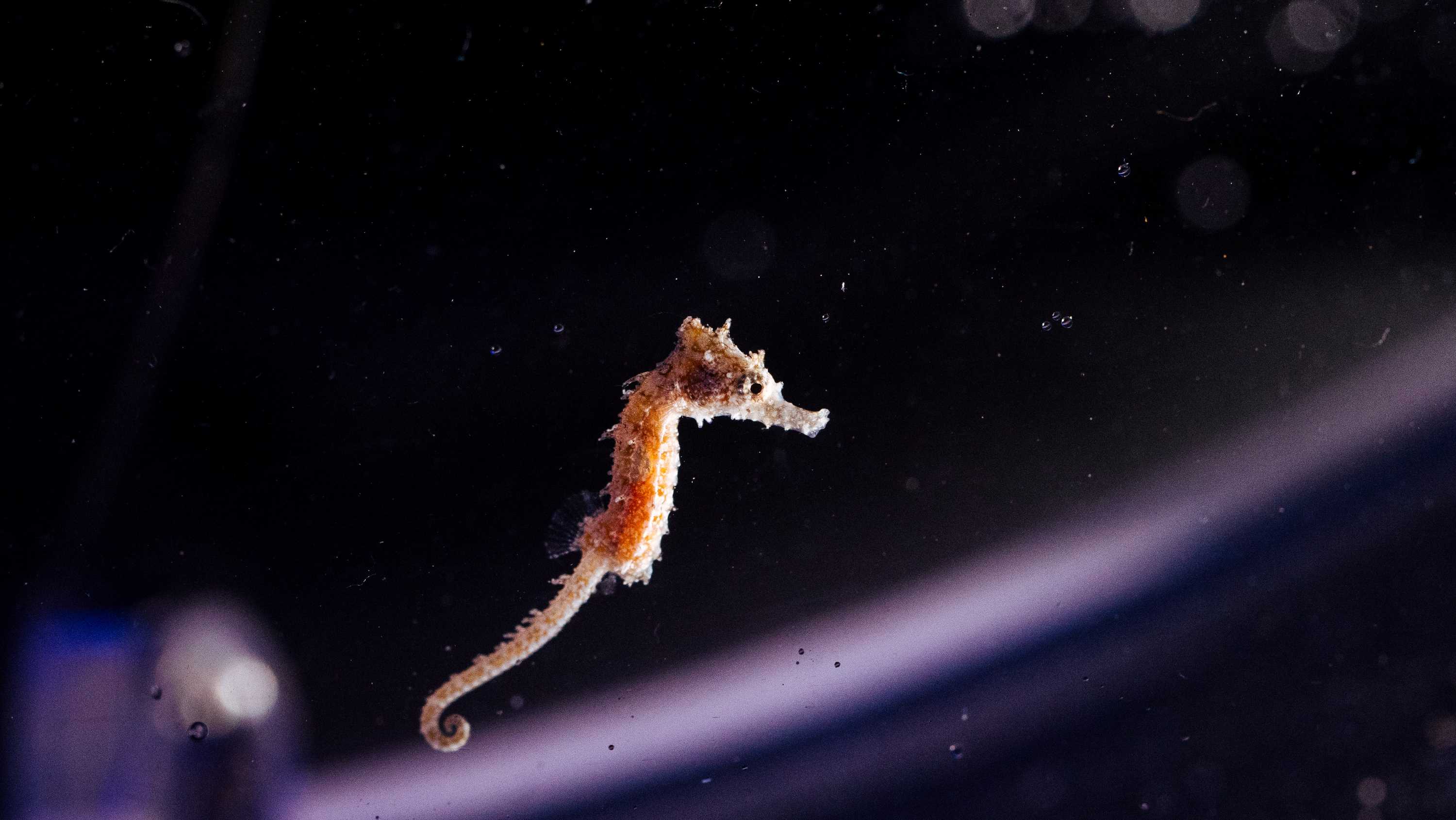 The White's Seahorse are endangered and are only one of two endangered species of seahorse worldwide.