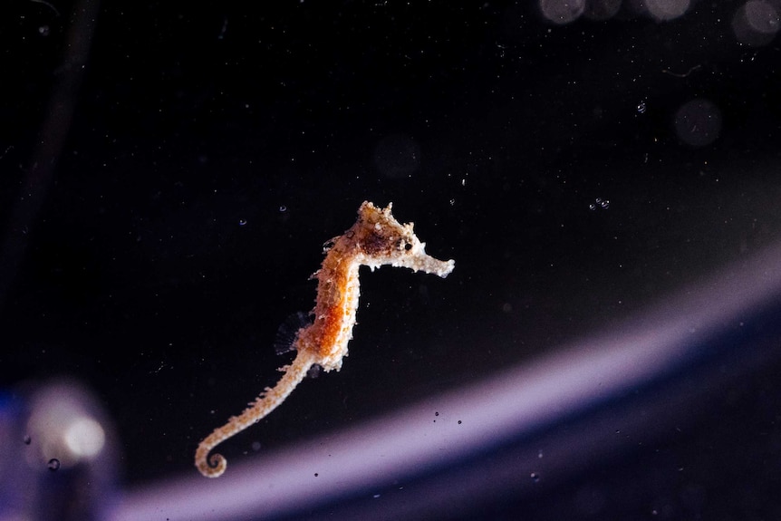 The White's Seahorse are endangered and are only one of two endangered species of seahorse worldwide.