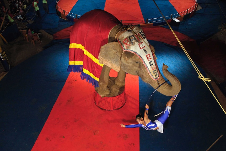 Circus performer hangs from a hula hoop from trunk of an elephant