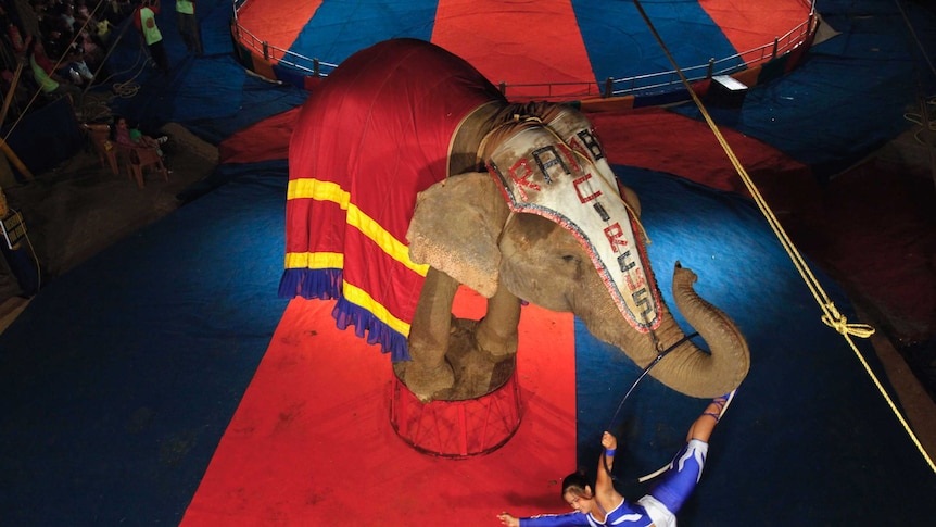 Circus performer hangs from a hula hoop from trunk of an elephant