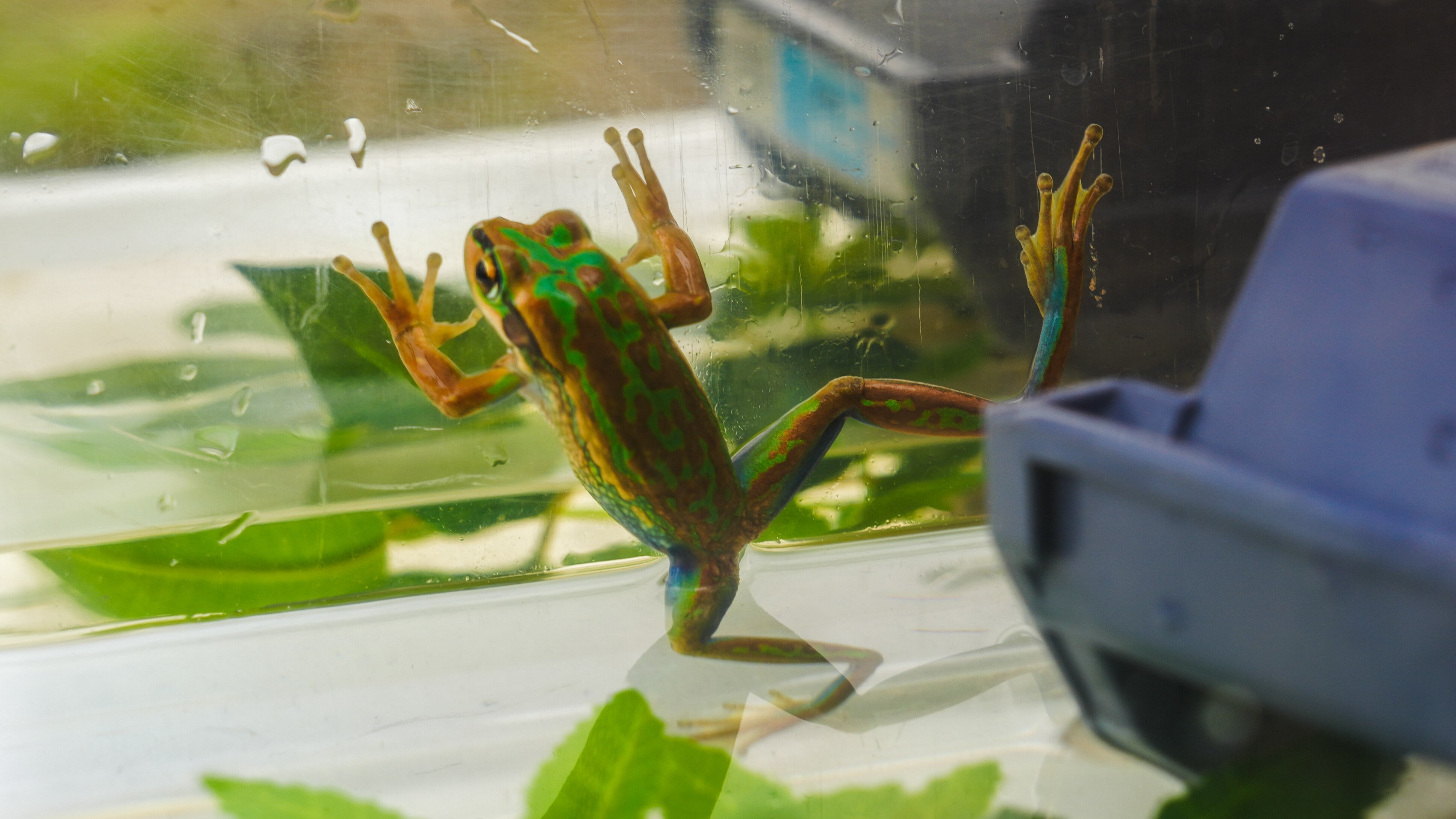 Rare frog released in ACT - ABC listen