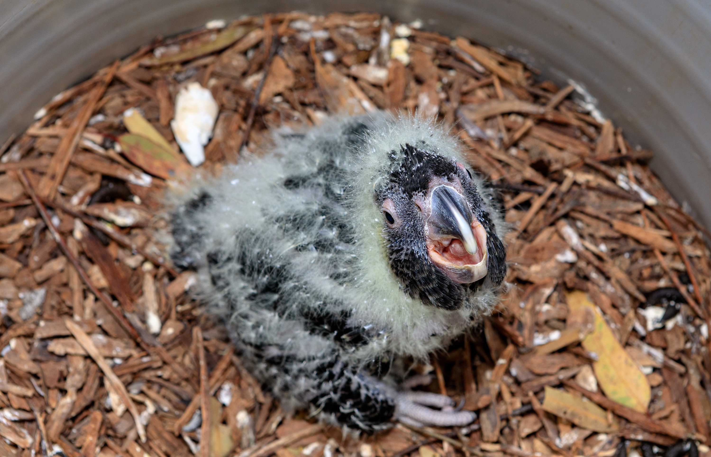 Threatened Carnaby's Black Cockatoo numbers boosted by canola crops ABC News