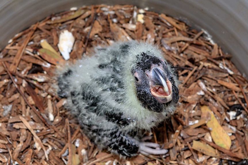 A Carnaby's black cockatoo chick in a nesting box.