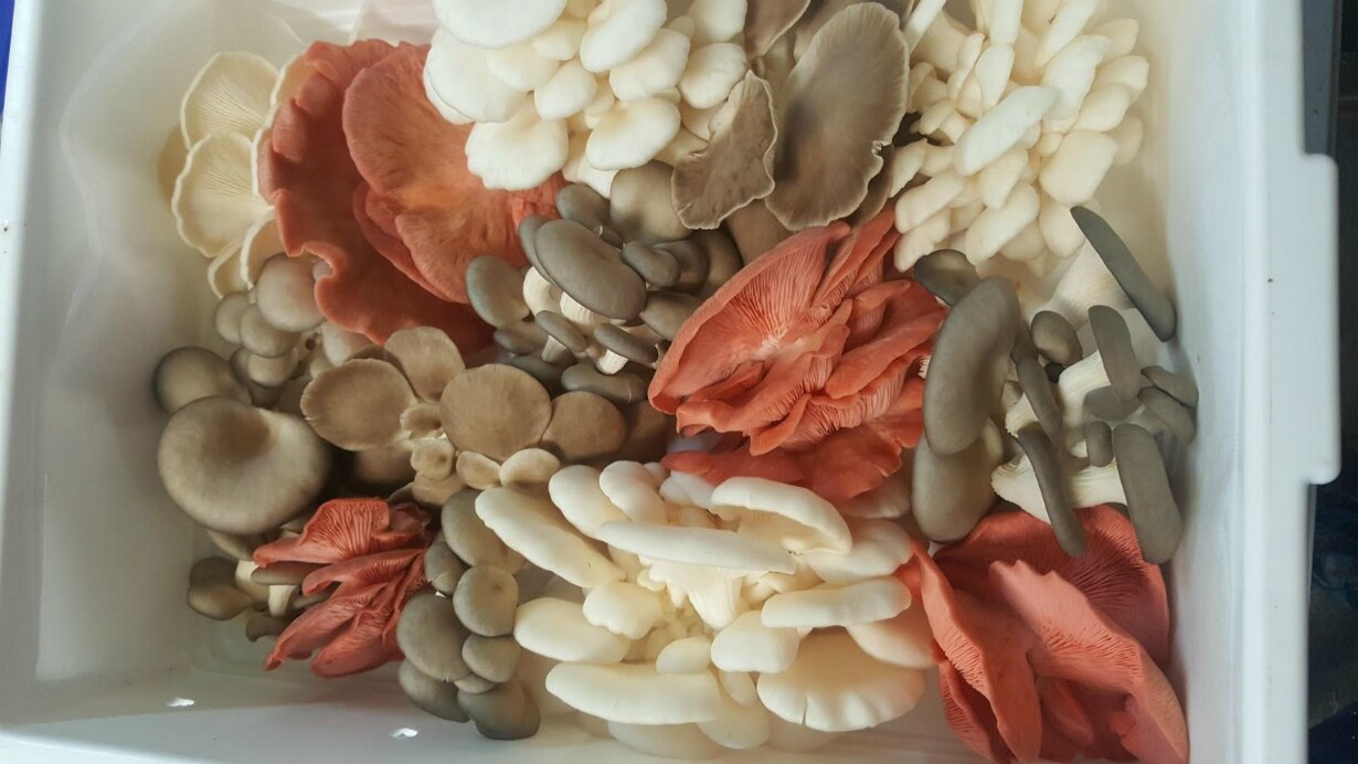 Brown, white and pink mushrooms packed in a plastic tub lined with baking paper.