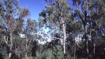 Warkworth Sands Woodland.