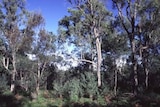 Environmentalists say a newly declared threatened woodland should stop the Mount Thorley Warkworth mine extension