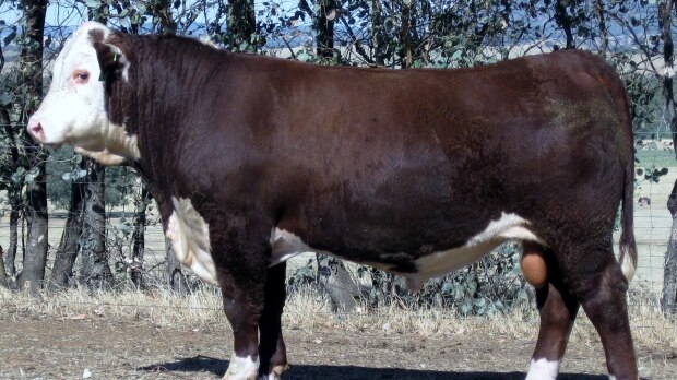 A poll Hereford bull, side-on