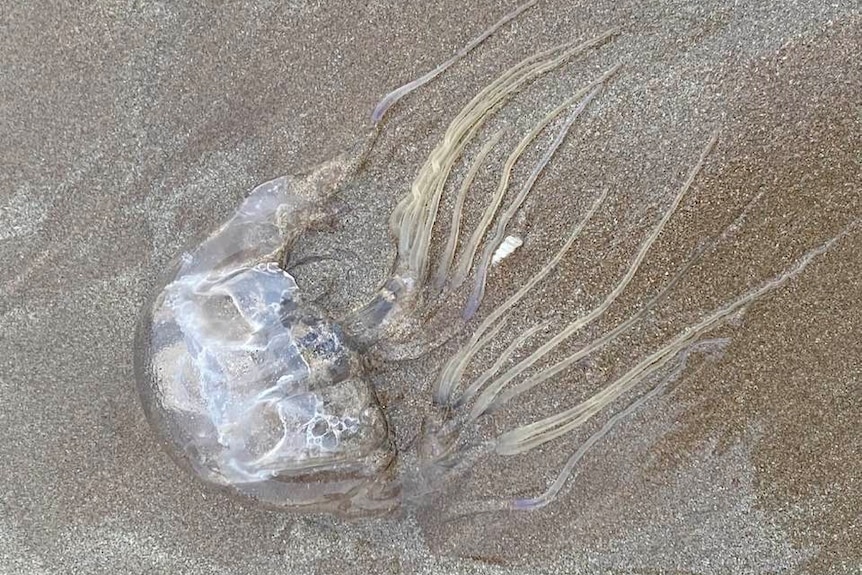 medium clear jellyfish on a wet sand beach.