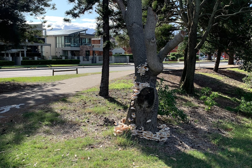 A tree is covered in white mushrooms in a park