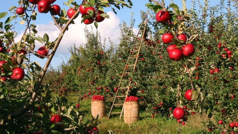 Photo of a apple orchad with a ladder and some barels of apples
