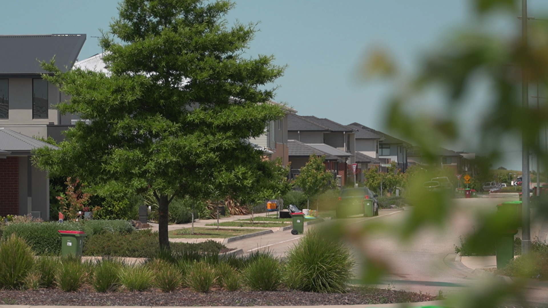 Uma árvore grande e outras árvores pequenas crescendo em uma rua suburbana. 