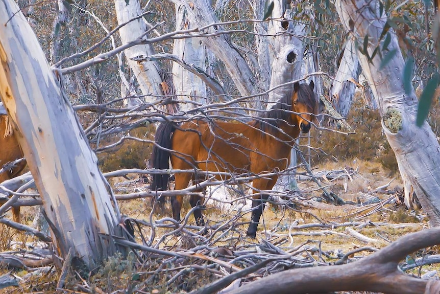 Dos caballos salvajes marrones se encuentran entre los árboles en el Parque Nacional Kosciuszko.