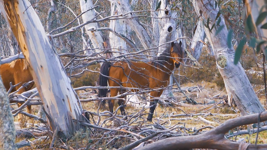 Two brown wild horses stand among the trees in Kosciuszko National Park.