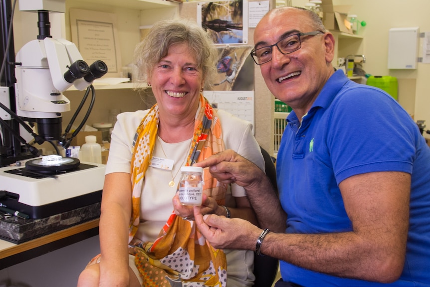 Barbara Baehr and Peter Pollard hold a specimen of the newly found spider nosterella pollardi.