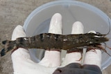 A white spot infected prawn