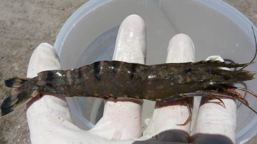 A white spot infected prawn