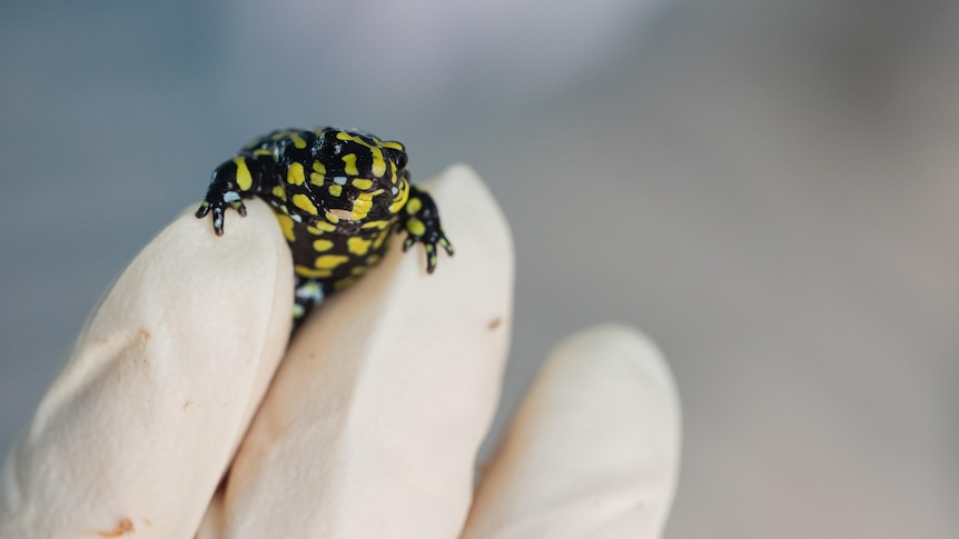 a tiny yellow and black coloured frog sits on the fingers of a gloved hand