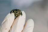a tiny yellow and black coloured frog sits on the fingers of a gloved hand