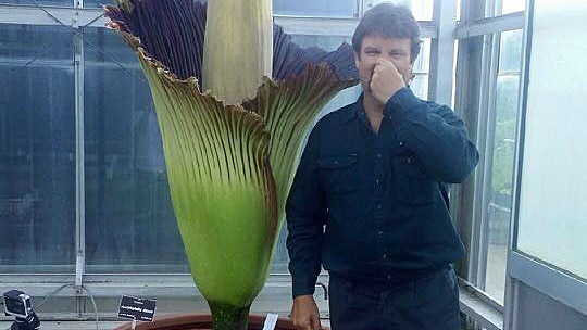 Corpse flower that smells like 'dead animal' opens at Mount Lofty ...