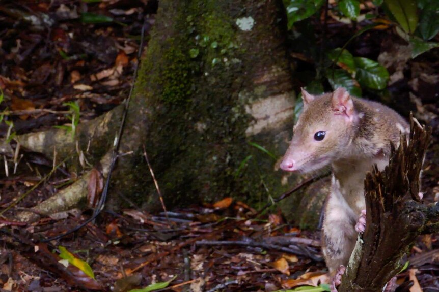 A spotted-tailed quoll in forest undergrowth.