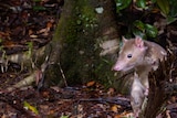 This type of Spotted-tailed Quoll lives in the heritage listed tropical rainforest from Ingham up to the Daintree.