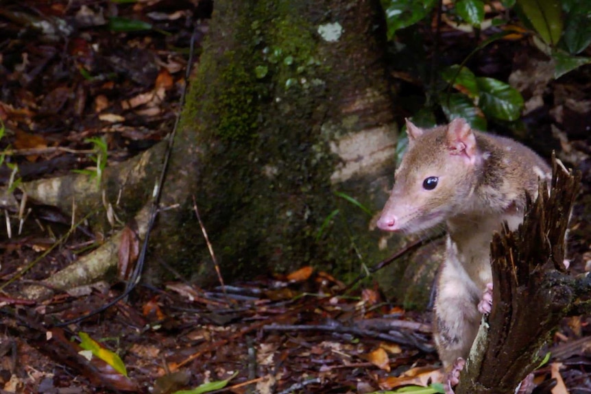 This type of Spotted-tailed Quoll lives in the heritage listed tropical rainforest from Ingham up to the Daintree.