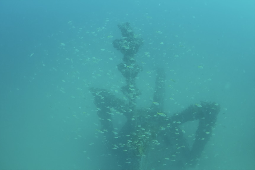 Fish swarm over a submerged object.