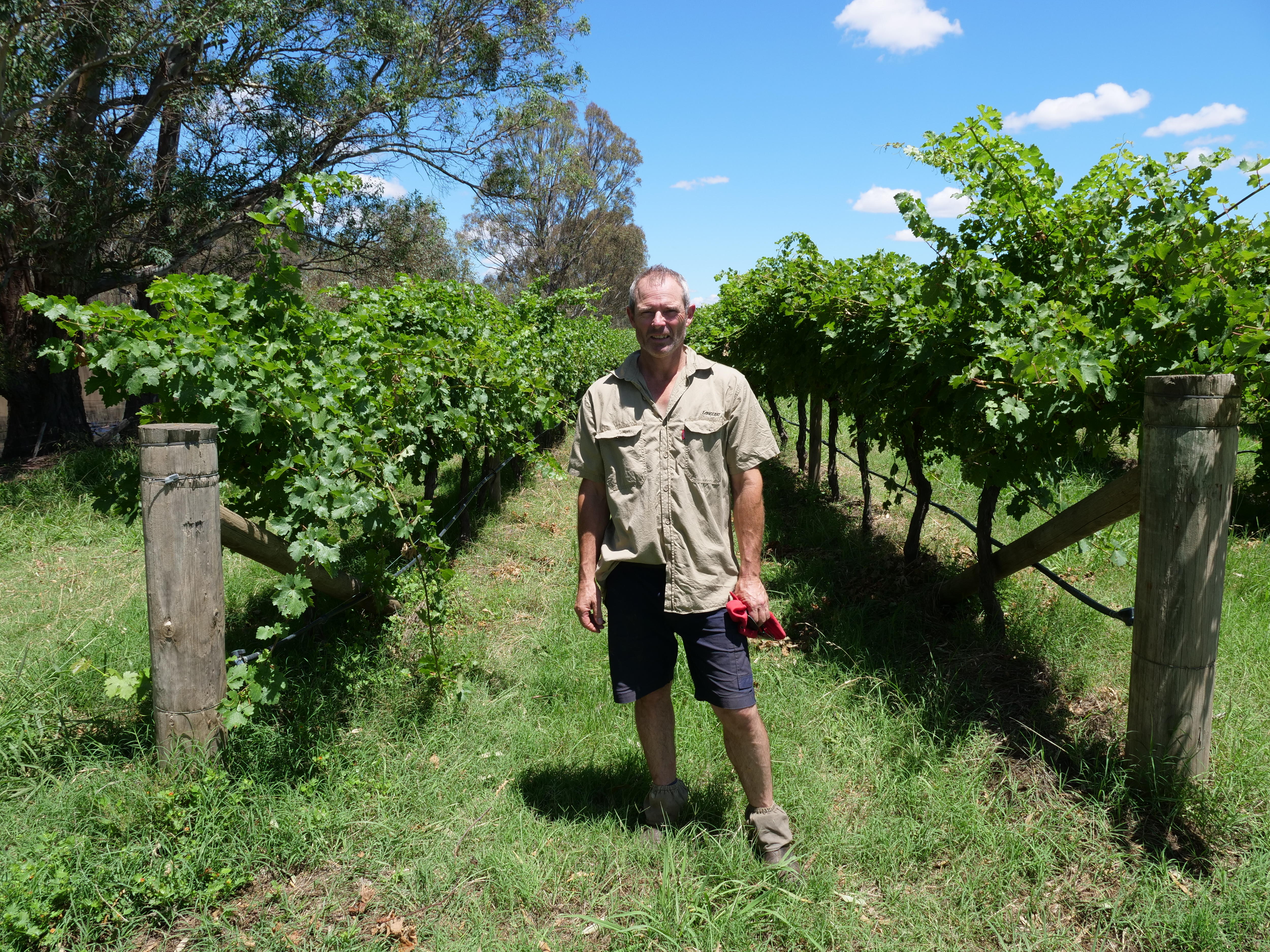 A man stands in the middle of a vineyard row