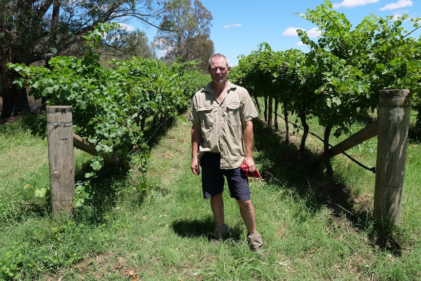 A man stands in the middle of a vineyard row