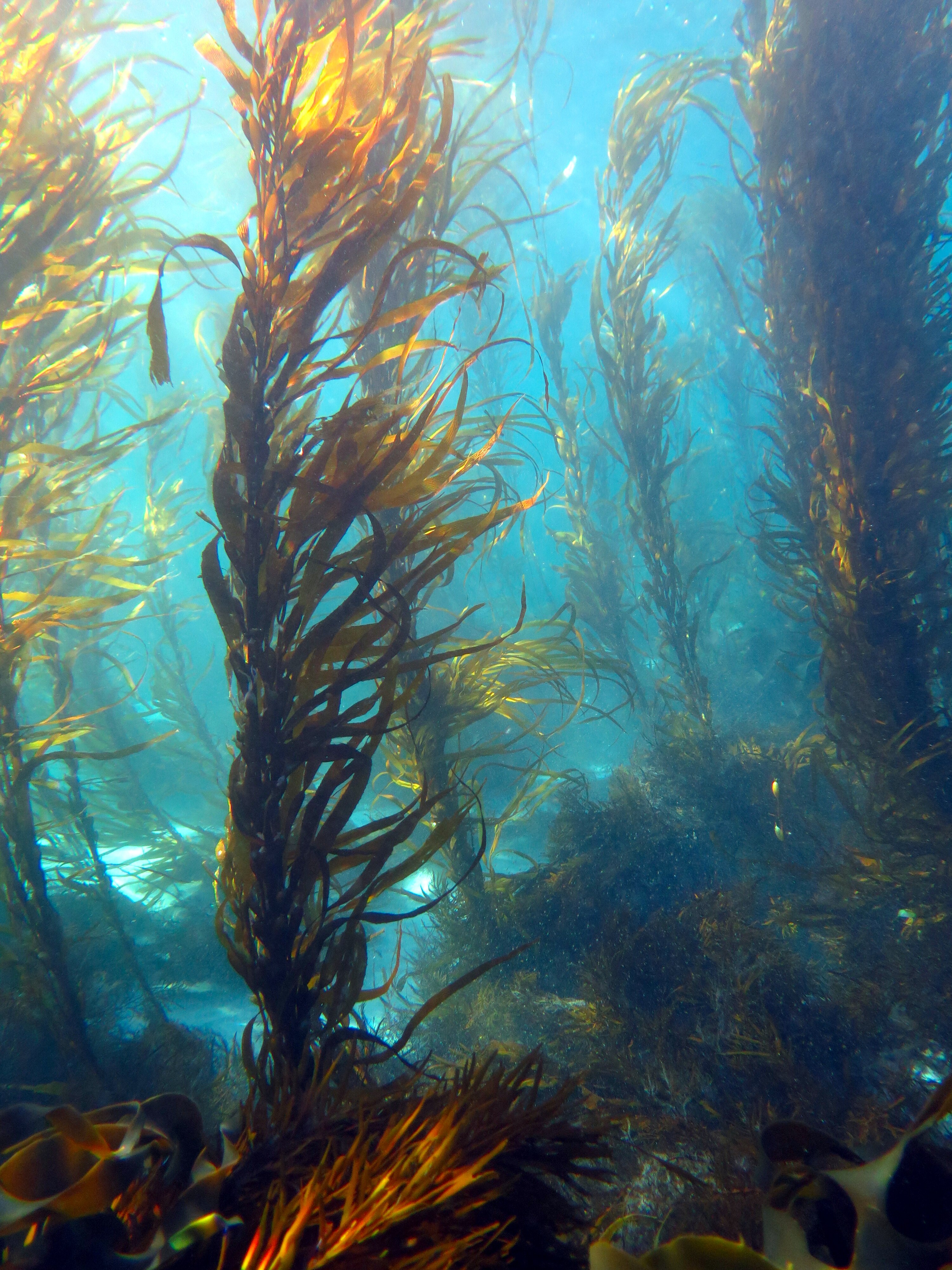 Бурые водоросли ундария. Макроцистис пирифера. Морская капуста ламинария. Бурая водоросль царство. Морская капуста в море.