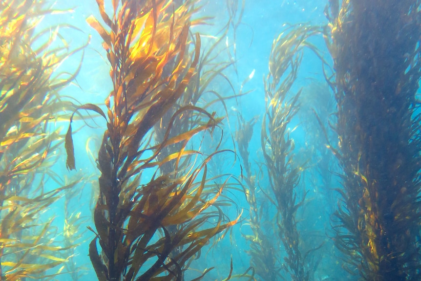Strands of giant green-brown kelp sway gently in clear blue water as far as the eye can see