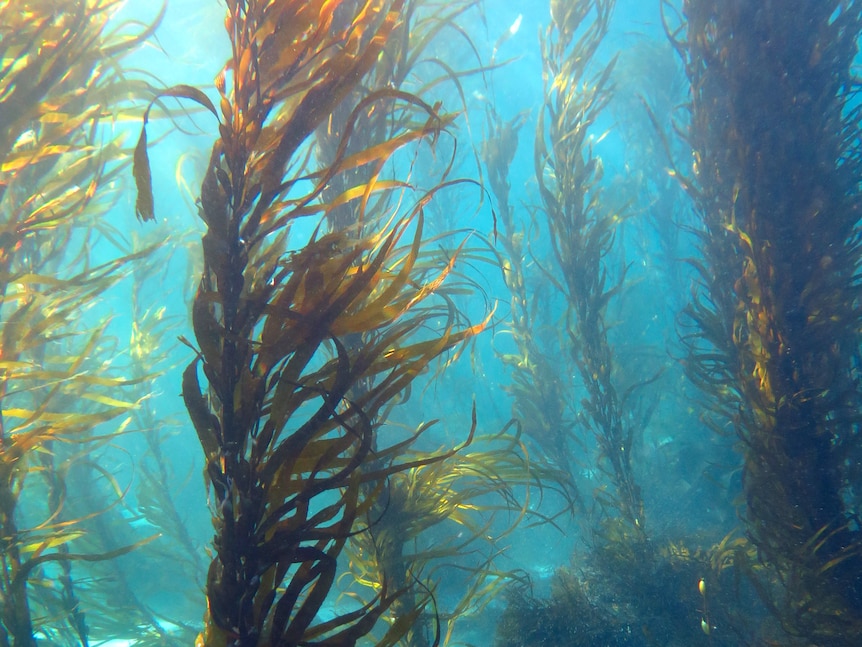 Водоросли на морском дне. Макроцистис водоросли. Бурые водоросли макроцистис. Бурая водоросль (Macrocystis pyrifera),. Бурые водоросли ламинария.