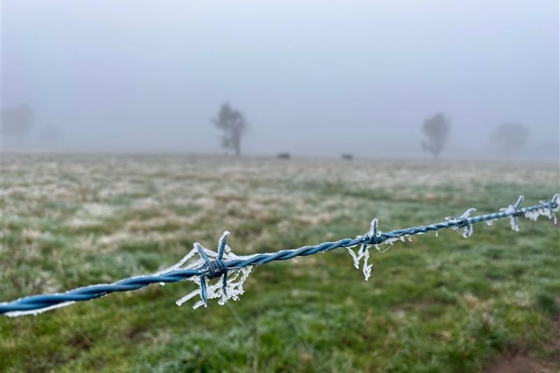 Frost on a fence with fog in the background.