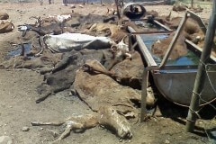 Images of deceased cattle on a remote pilbara property