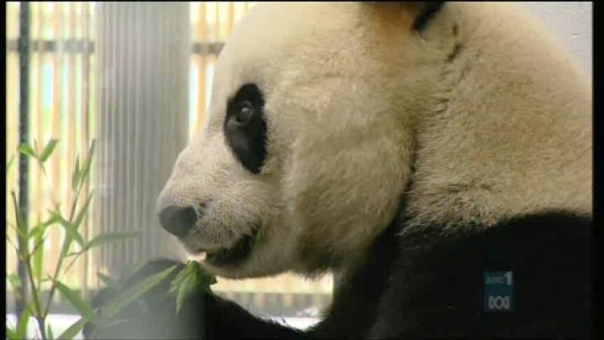 Giant Pandas make themselves at home