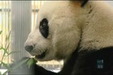 Giant Pandas make themselves at home