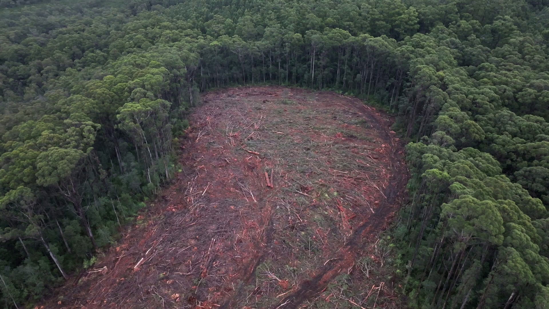 An aerial photo of a large cleared area surrounded by tall, thick forest. The cleared area is littered with felled trees.