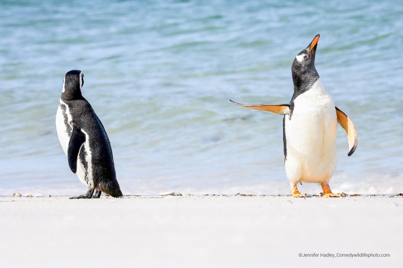 Two gentoo penguins hanging out on the beach. One has its fin outstretched while the other looks away.