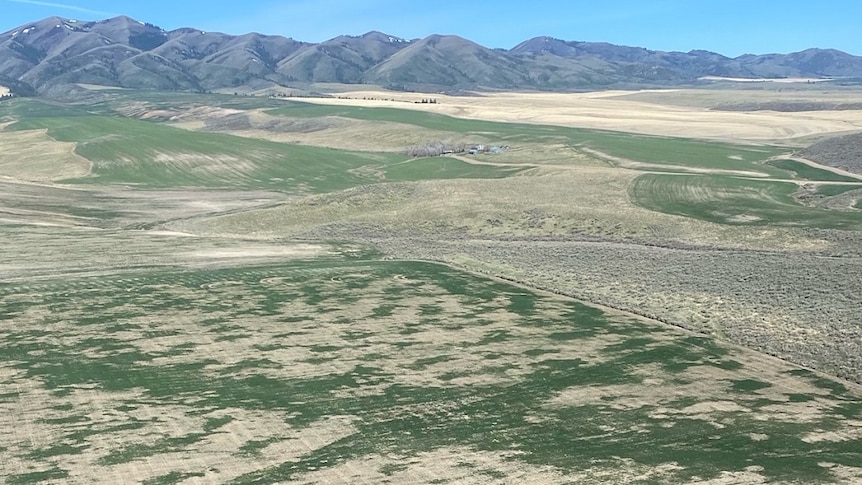 Aerial shot of grain field in Idaho in the US.